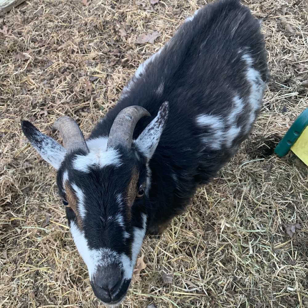 Meet your Posher, Carla